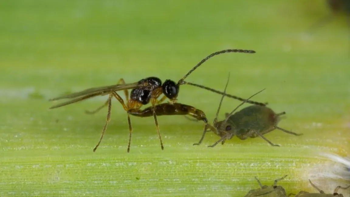 Schlupfwespe paratisiert Blattlaus. Foto: Bayer CropScience