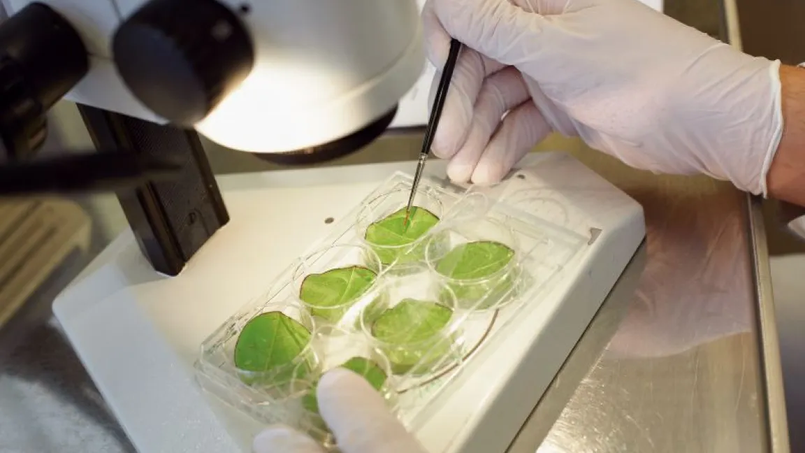 Unter dem Mikroskop wird untersucht, wie sich ein Insektizid in der Zellstruktur von Apfelblättern verhält. Foto: Bayer CropScience