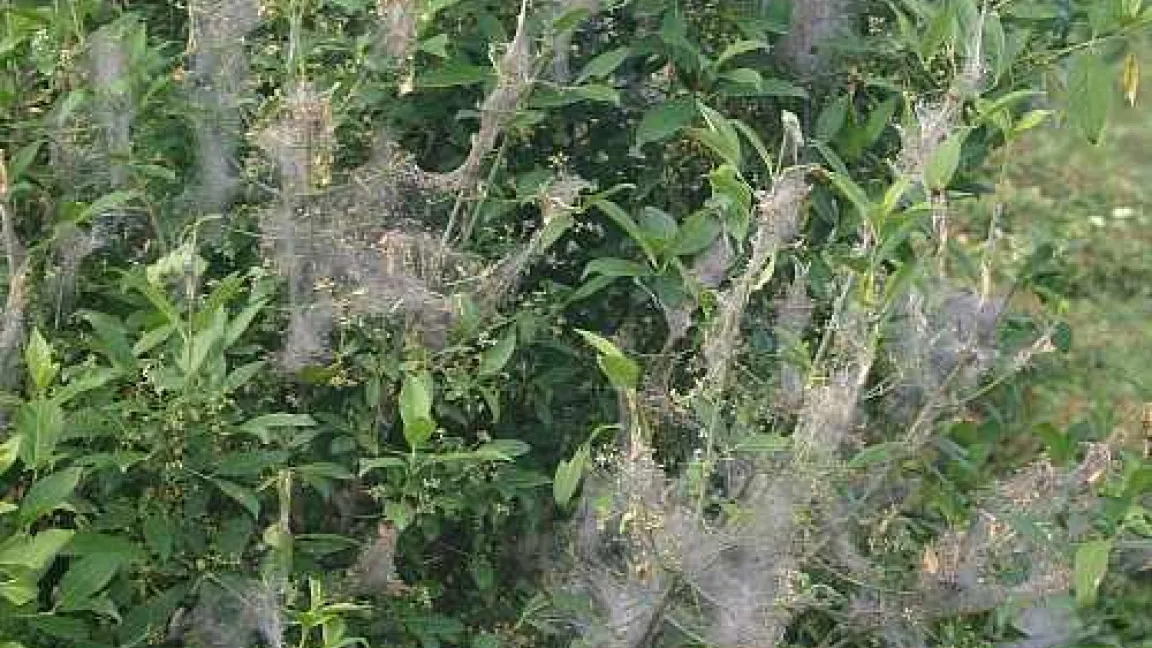 Befall mit der Pfaffenhütchen-Gespinstmotte
Quelle: Julius Kühn-Institut