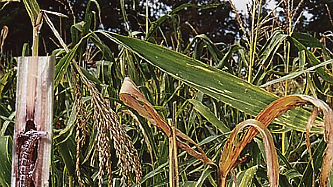 Befall mit Maiszünsler führt zu abgeknickten Maisrippen.
	Quelle: Syngenta.
