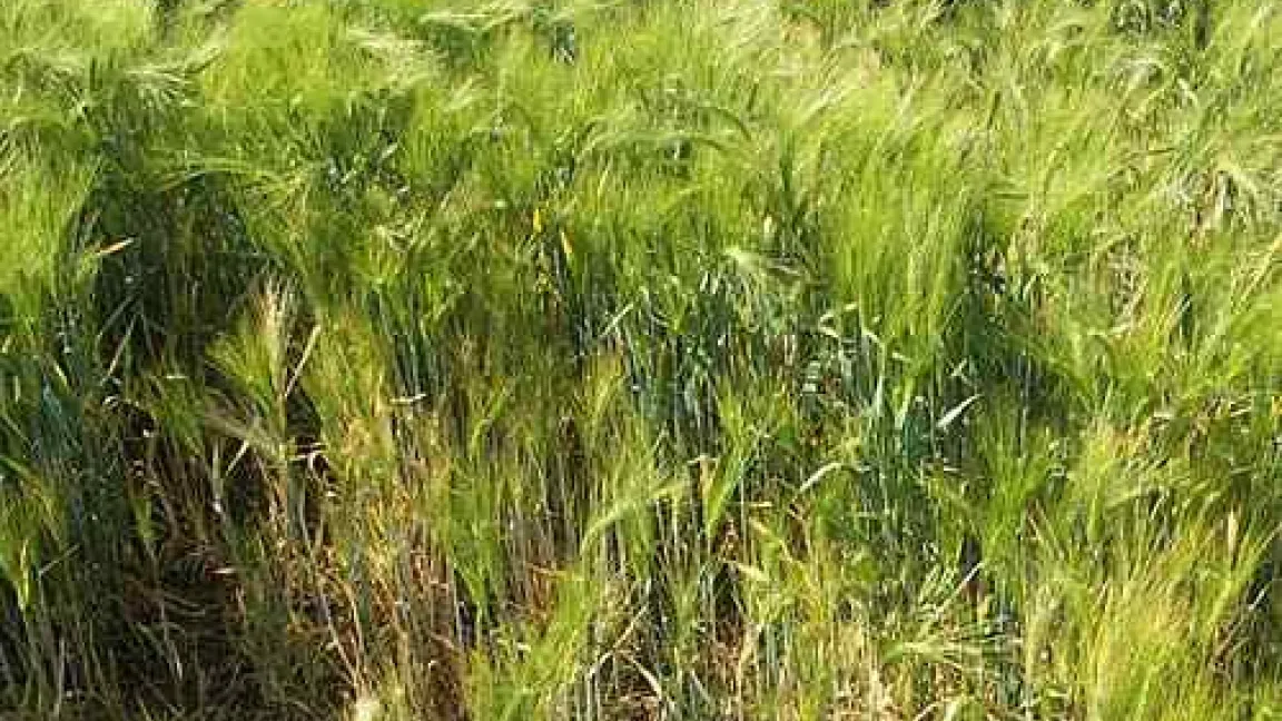 Befallene Pflanzen verzwergen und bilden zum Teil keine Stängel und Ähren.
Quelle: Matthias Wiedenau