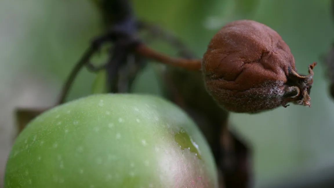 Befallener Apfel. Foto: wikipedia