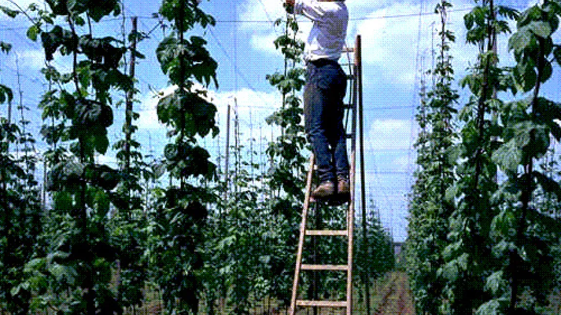 Befestigung der Pflanzen an Spalierdrähten.
	Quelle: AgroSlide