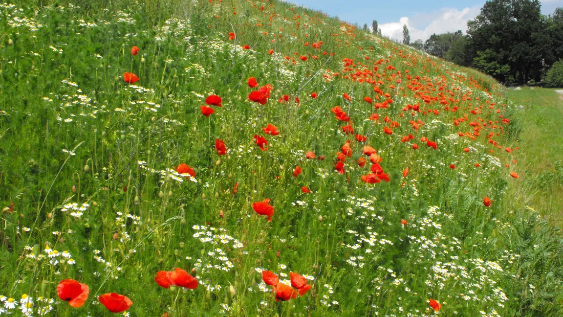 Haldenbegrünung. Foto: Wiltrud Wolters