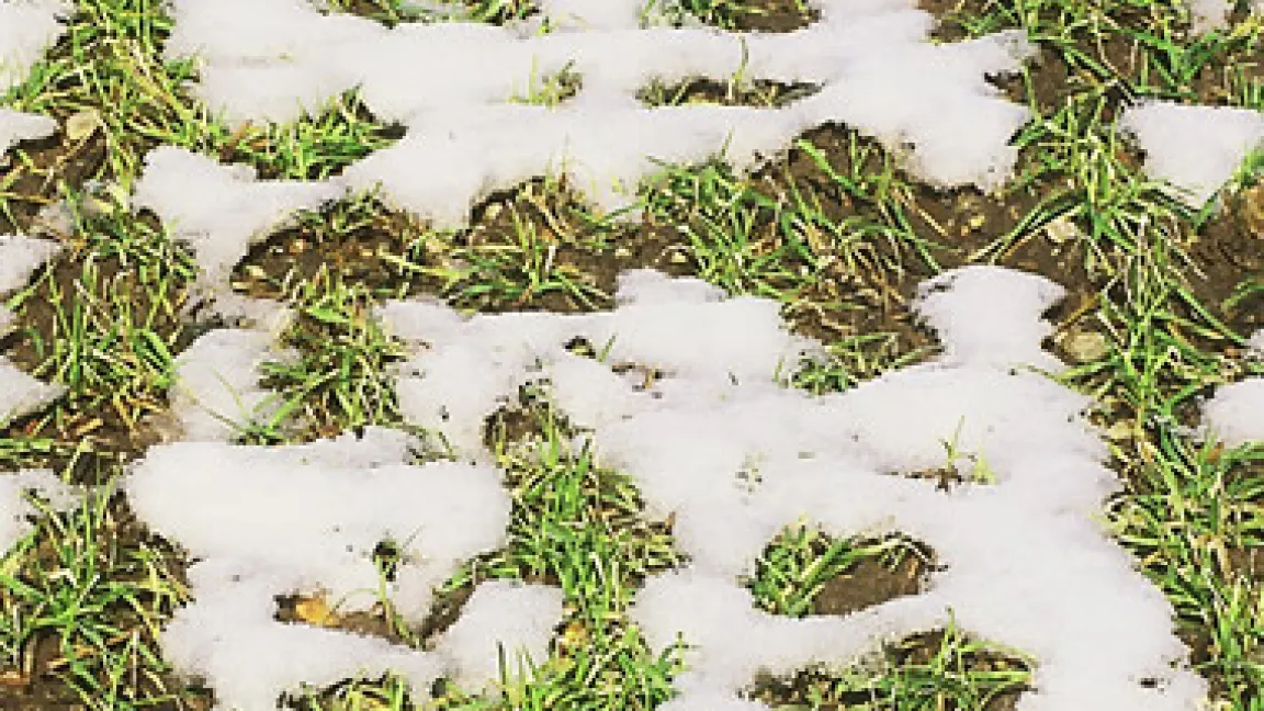 Bei auftauender Schneedecke sieht man wie die Wintergerste den Winter überstanden hat.
	Quelle: Jürgen Lehr, Photodesign