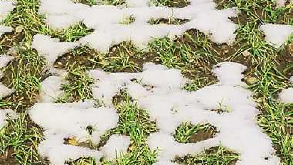 Bei auftauender Schneedecke sieht man wie die Wintergerste den Winter überstanden hat.
Quelle: Jürgen Lehr, Photodesign