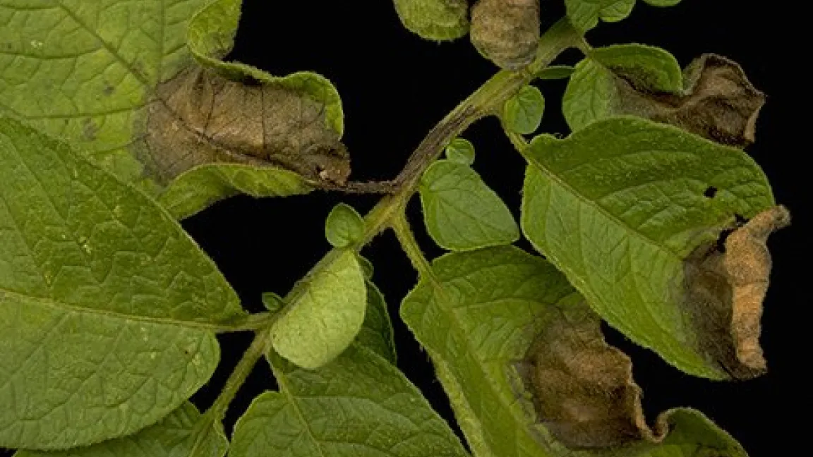 Bei feucht-warmer Witterung verbreitet sich Phytophthora rasend schnell. Zunächst bilden sich grau-grüne im weiteren Verlauf braune Flecken auf Stängel und Blättern.
Quelle: Syngenta