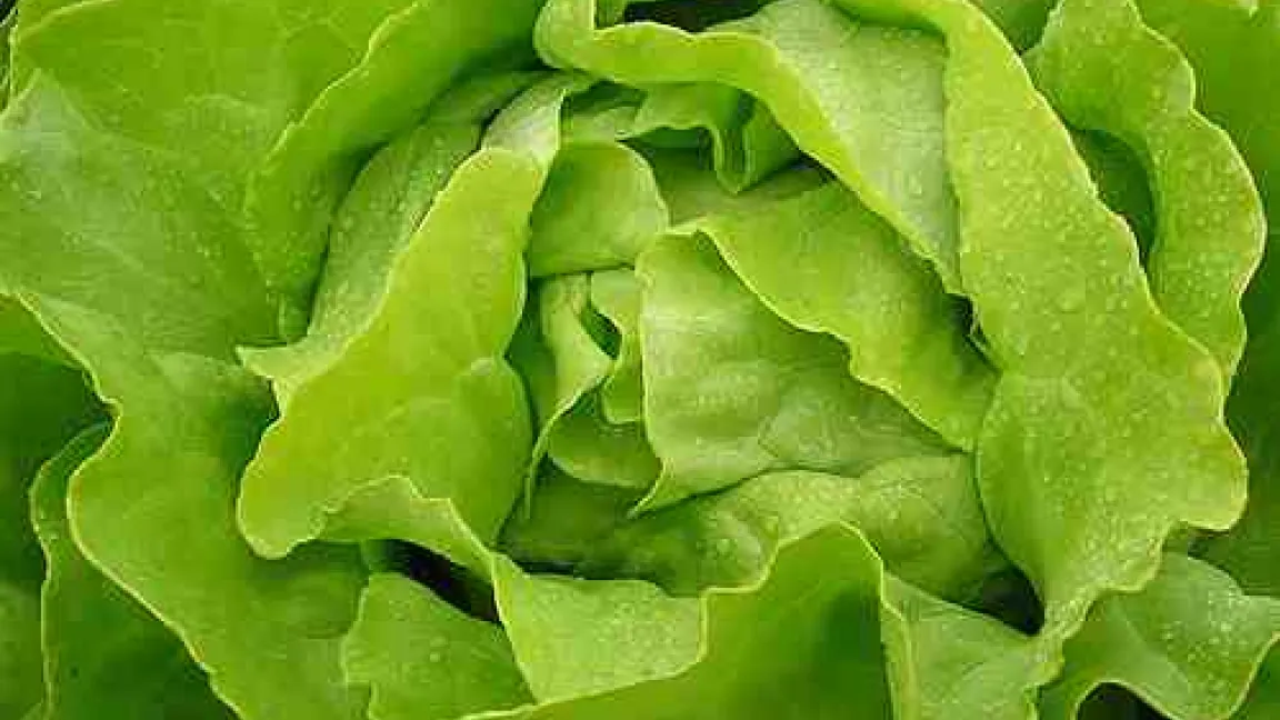 "Bei Qualitätsmängeln bleiben die Salatköpfe auf dem Acker," so Friedhelm Wagner.