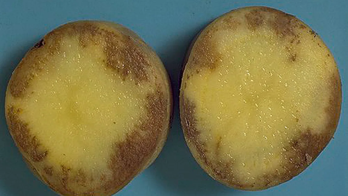 Bei Regen wird Phytophthora in den Boden gespült und befällt dort auch die Knollen.
Quelle: Syngenta