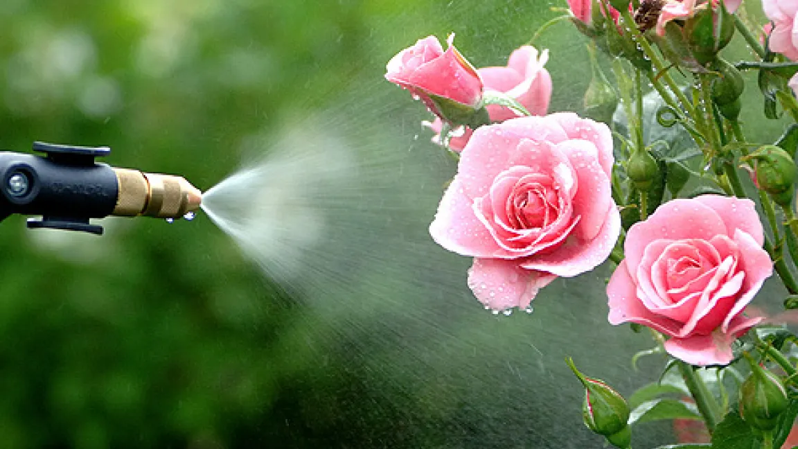 Beim Pflanzenschutzmitteleinsatz in Haus- und Kleingärten sollten im Interesse der Umwelt und der eigenen Gesundheit einige Regeln beachtet werden.
Quelle: Brill Gloria