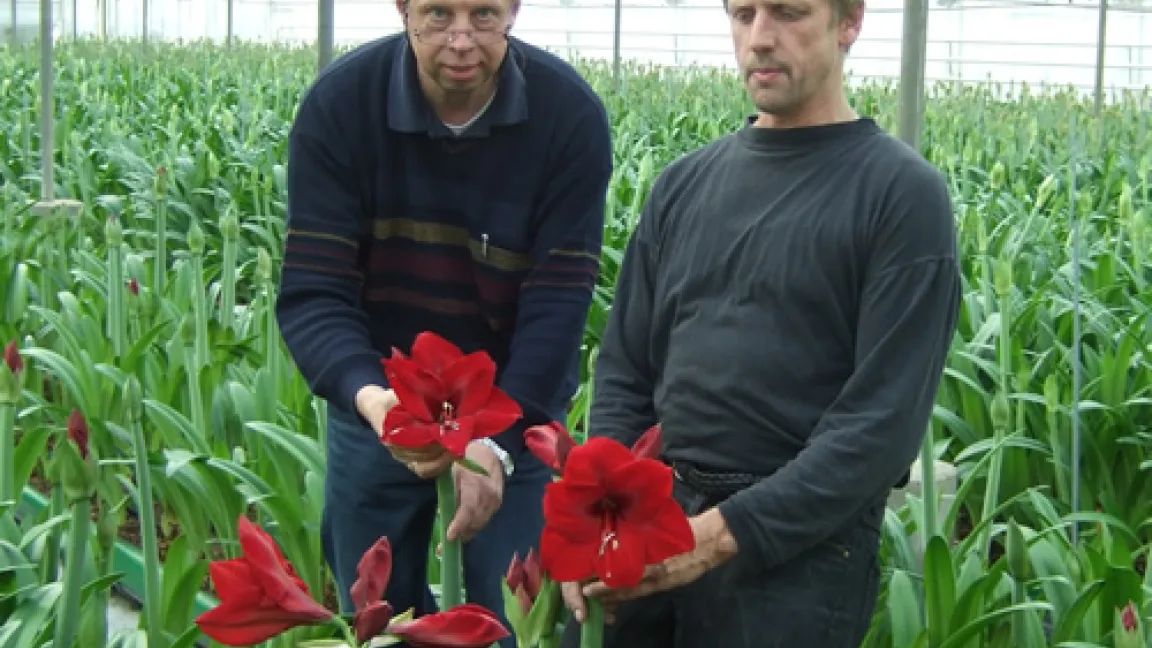 Berater Pankraz Gasseling mit dem Amaryllisanbauer Norbert Pflipsen.
Quelle: Pankraz Gasseling