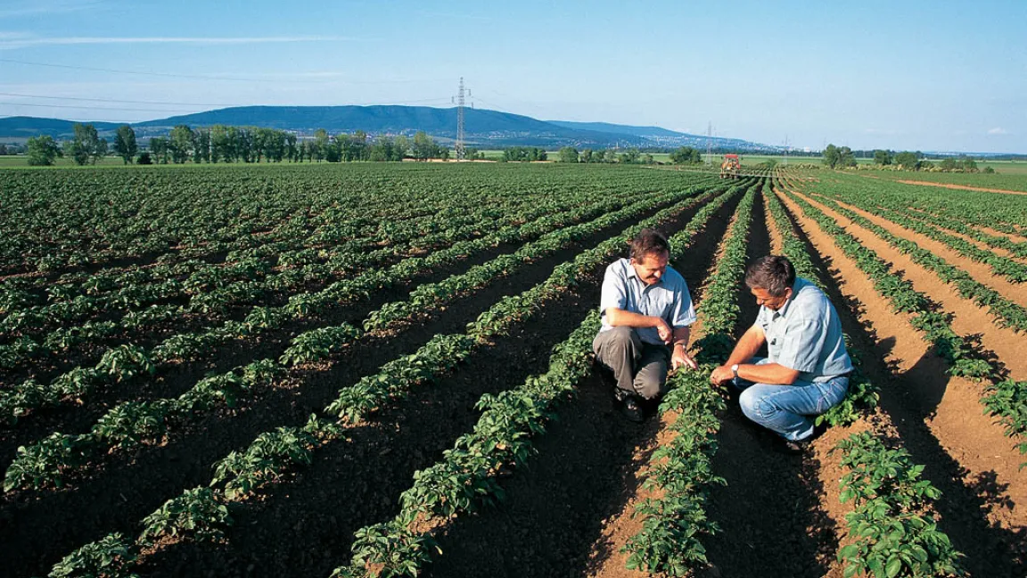 Wenn ein Schaderreger auftritt, gilt der Grundsatz: „Erst informieren, dann handeln.“ Foto: Bayer CropScience