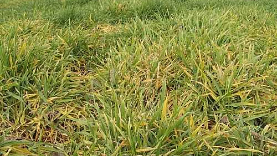 Bereits im Winter sind vom Gelbverzwergungsvirus infizierte Pflanzen an der nesterweise auftretenden Verfärbung zu erkennen.
Quelle: Matthias Wiedenau