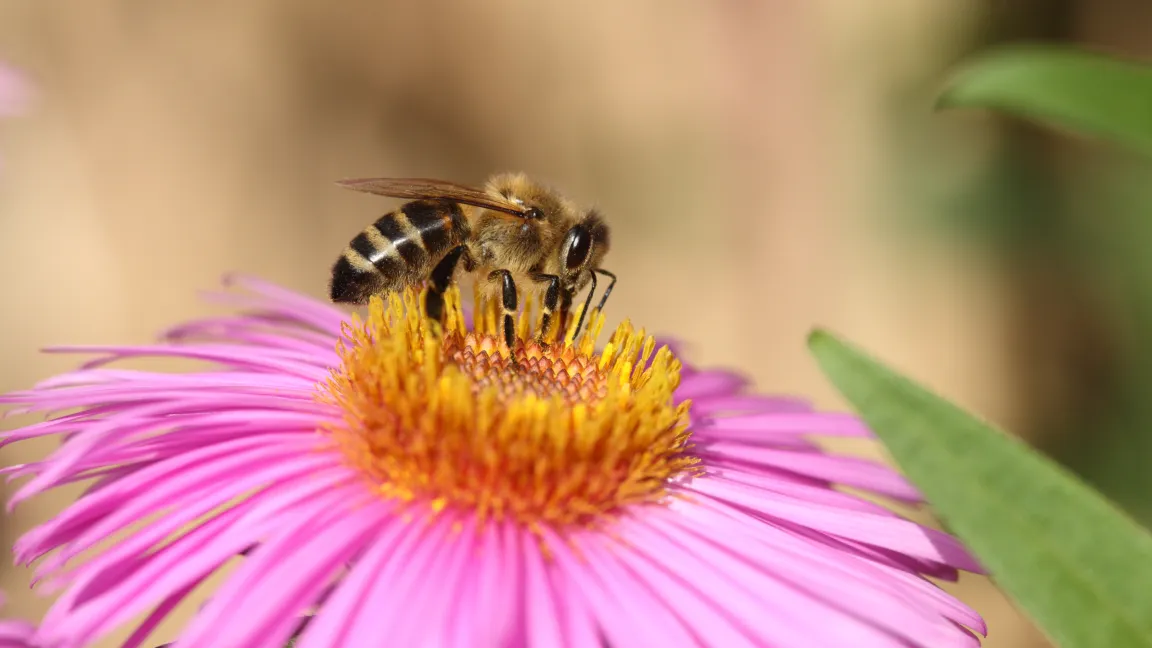 Eine Biene sammelt Pollen und Nektar. Foto: adpic