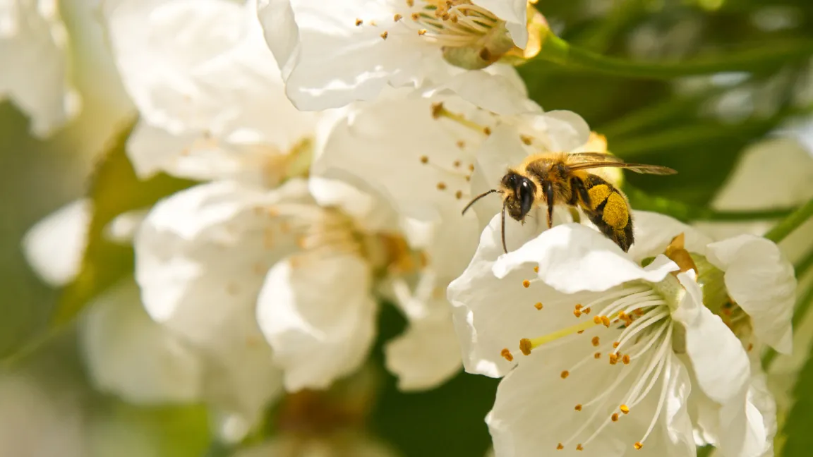 Ohne Bestäubung keine Früchte. Bienen sind nicht die einzigen Bestäuber, aber mit die häufigsten und stetigsten. Foto: Fotolia