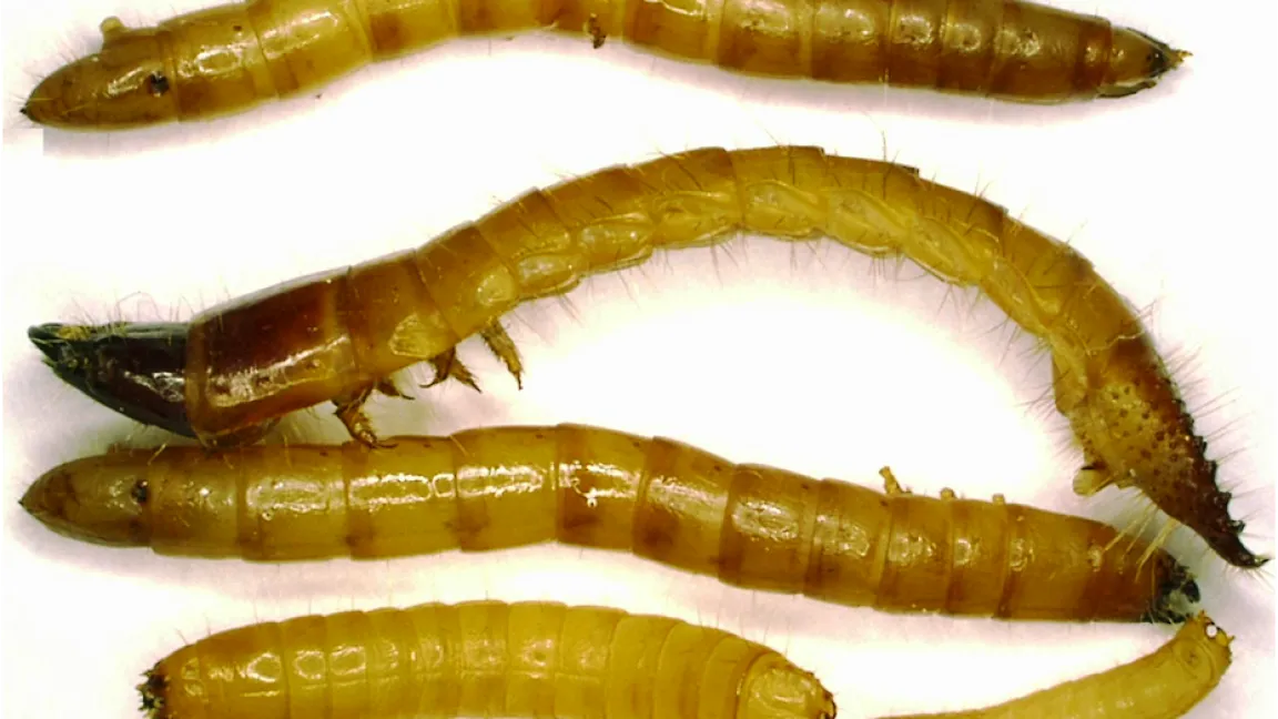 Von oben nach unten: 1 Agriotes sp = Schnellkäfer, 2 Agrypnus murinus = Mausgrauer Schnellkäfer und 2 Cidnopus sp, die keinen deutschen Namen haben. Foto: Dr. Jörn Lehmhus, Julius Kühn-Institut (JKI)