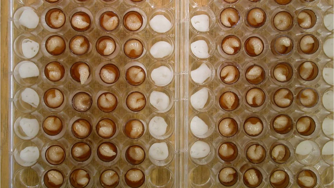 Fütterungstest mit Bienenlarven unter kontrollierten Laborbedingungen.
Foto: Harmen Hendriksma, Uni Würzburg