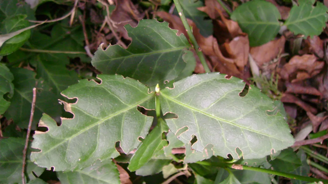Blattrandfraß deutet auf einen Befall mit Dickmaulrüsslern hin. Anhand der Symptome lässt es sich aber nicht auf die Art schließen.Foto: Klaus Margraf