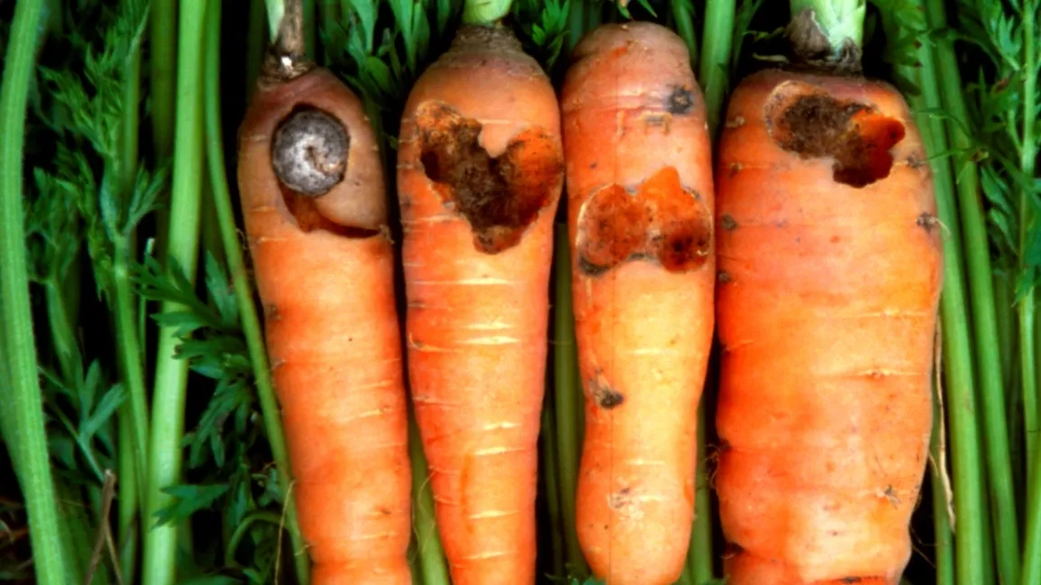 Erdraupenfraß an Möhren. Foto: Klaus Margraf