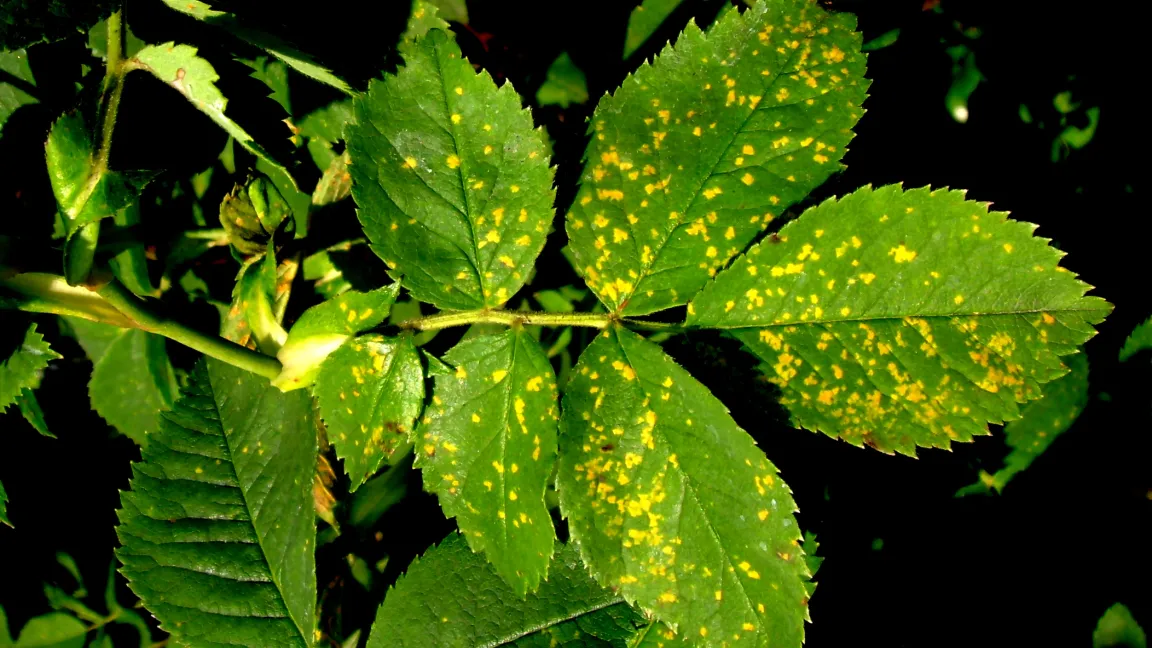 Rosenrost - gelbe Flecken blattoberseits. Foto: Klaus Margraf