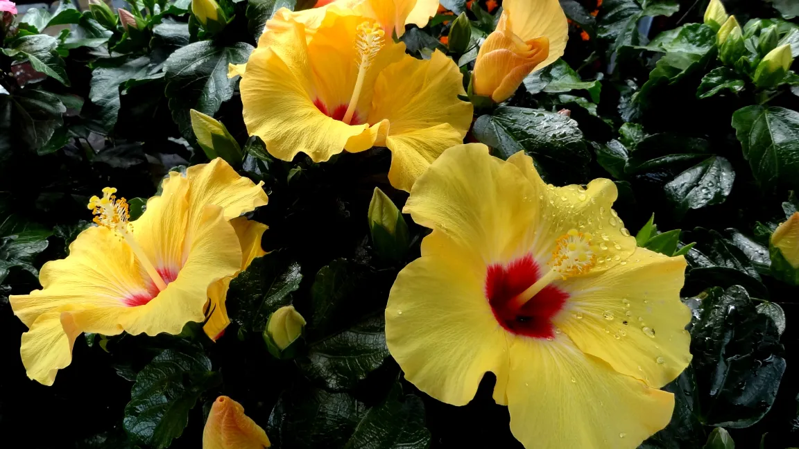 Damit Hibiskus gesund bleibt, müssen schimmelnde Pflanzenreste von der Topferde entfernt werden. Foto: Klaus Margraf