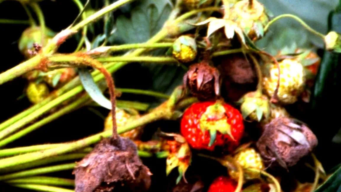 Botrytis-Grauschimmel an Erdbeerfrüchten. Foto: Klaus Margraf