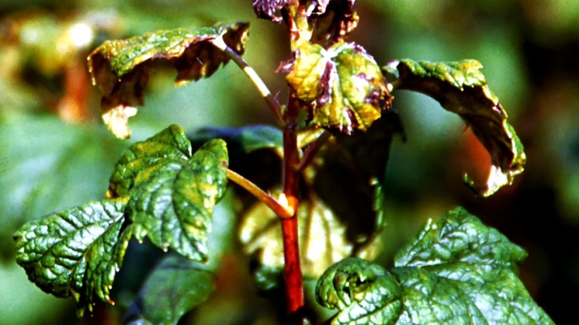 Amerikanischer Stachelbeermehltau an Johannisbeertriebspitze. Foto: Klaus Margraf