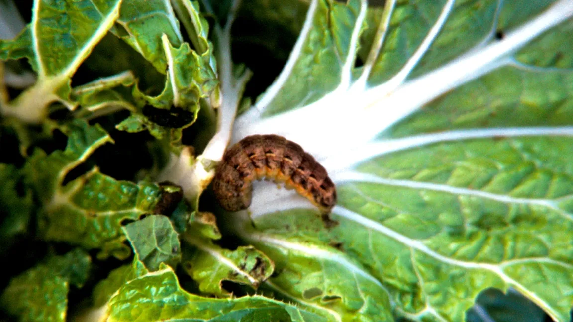 Die Kohleulenraupe beim Einbohren in die Pflanze. Foto: Klaus Margraf