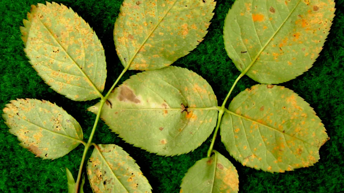 Sporenlager auf der Blattunterseite. Foto: Klaus Margraf