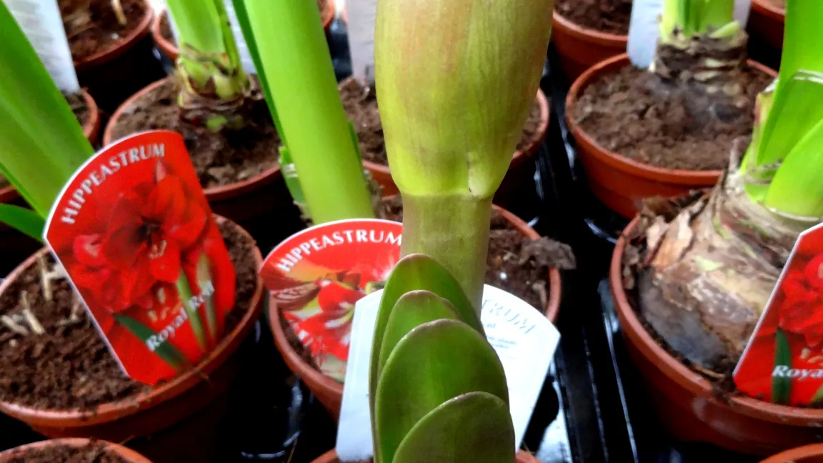 Rittersterne werden nach der Ruhepause erst gegossen, wenn die Blütenschäfte mindestens fünf Zentimeter lang sind. Foto: Klaus Margraf