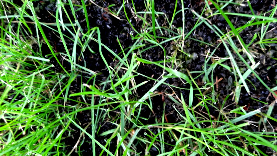 Moos erfolgreich bekämpft! Foto: Klaus Margraf