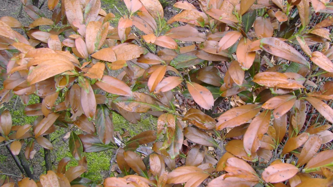 Winterfrostschäden an Kirschlorbeer. Foto: Klaus Margraf