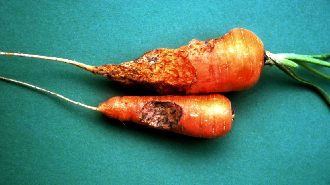 Auch Möhren werden von den Maikäfer-Engerlingen nicht verschont. Foto: Klaus Margraf