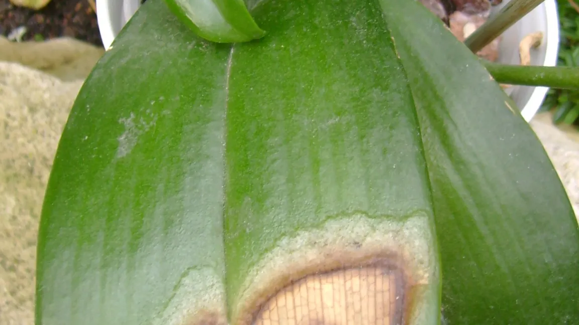 Sonnenbrand an Orchideenblättern. Foto: Klaus Margraf