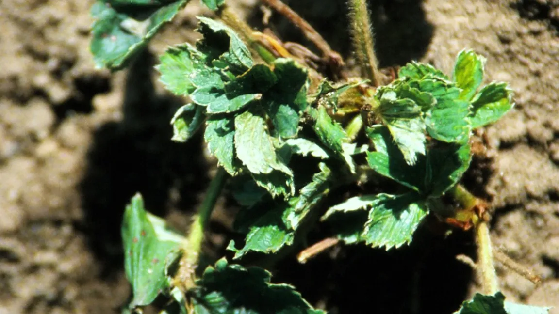 Durch die Erdbeermilbe verkrüppelte Herzblätter. Foto: Klaus Margraf