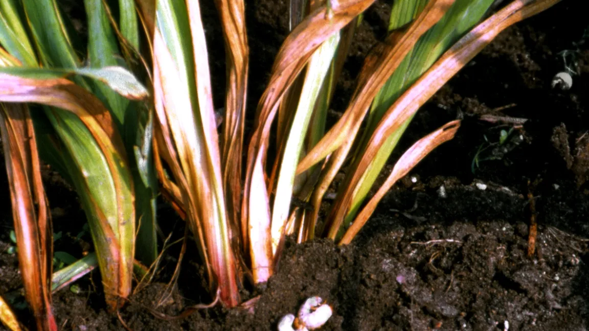 Vergilben von Gladiolen durch Wurzelfraß von Maikäfer-Engerlingen. Foto: Klaus Margraf