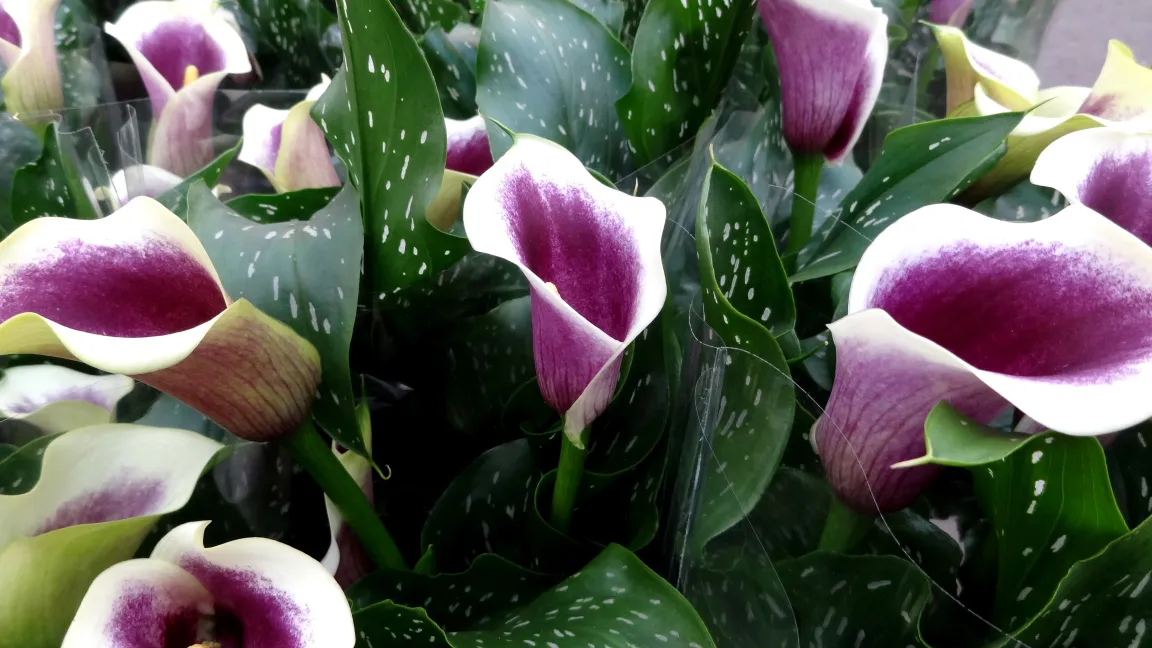 Zimmercalla blühen nur sicher nach einer Gießpause. Foto: Klaus Margraf