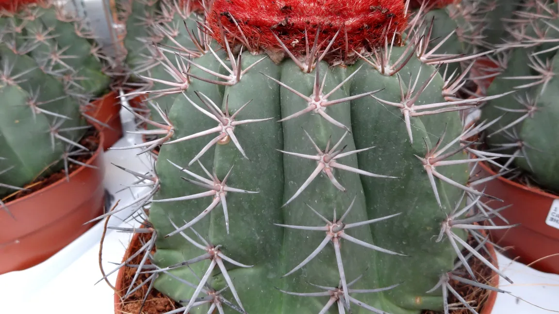 Kakteen haben einen geringeren Wasserbedarf. Foto: Klaus Margraf