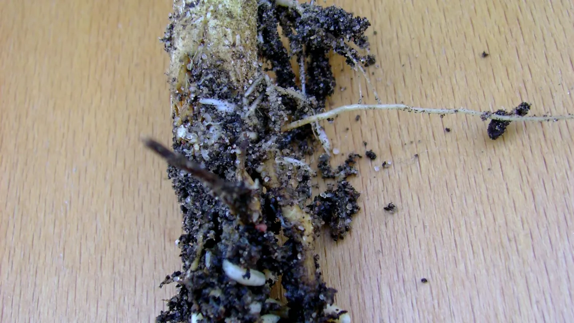 Wurzelschäden durch Kohlfliegenmaden an Kohlrabi. Foto: Klaus Margraf
