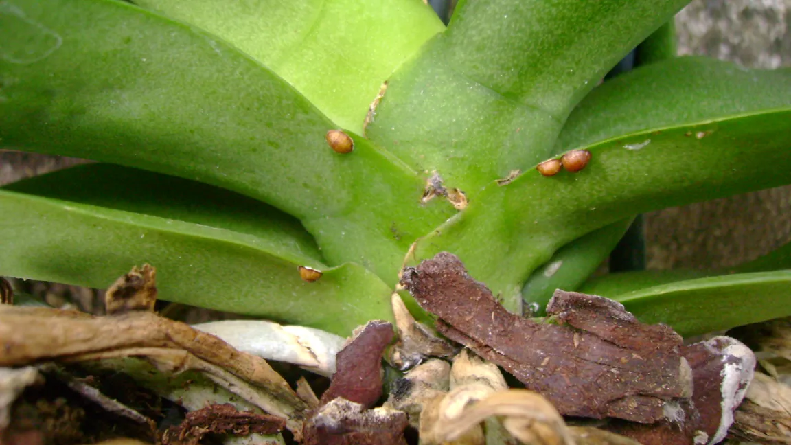 Schildläuse an Orchideen. Foto: Klaus Margraf