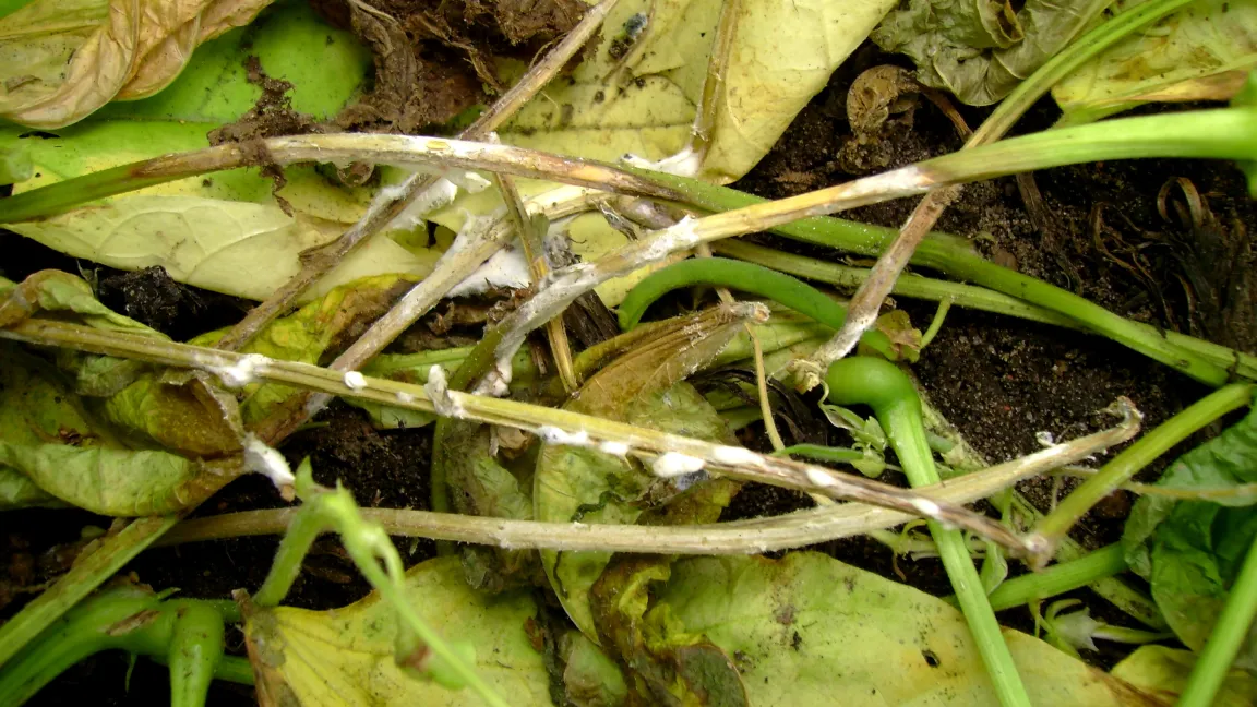 Sklerotiniabefall an Bohnen. Foto: Klaus Margraf