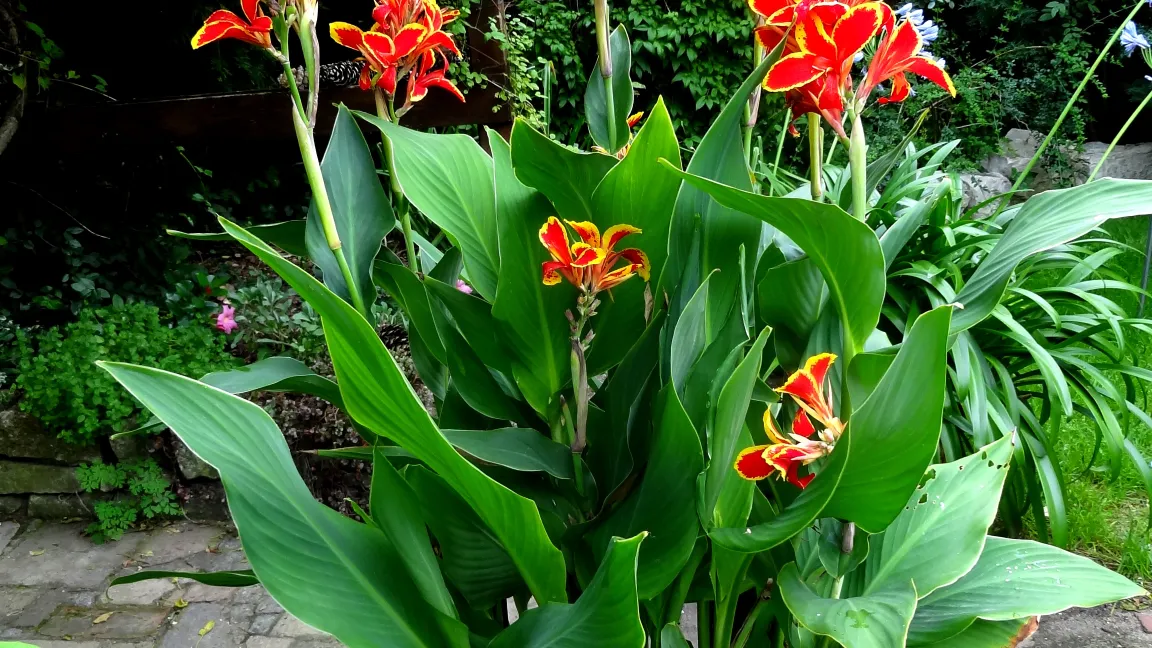 Canna werden nach den ersten Nachtfrösten eingeräumt. Foto: Klaus Margraf