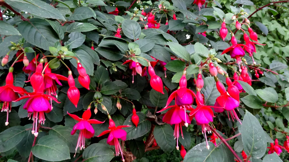 Fuchsien sind frostempfindlich und müssen rechtzeitig vor dem ersten Frost ins Warme. Foto: Klaus Margraf