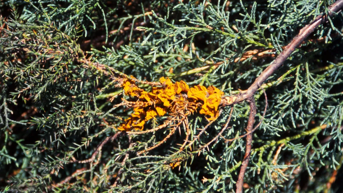 Gallertartige Fruchtkörper des Wacholderrostes. In feuchten Frühjahren kommt es vor, dass die Schleimmassen auf den Boden tropfen. Foto: Klaus Margraf
