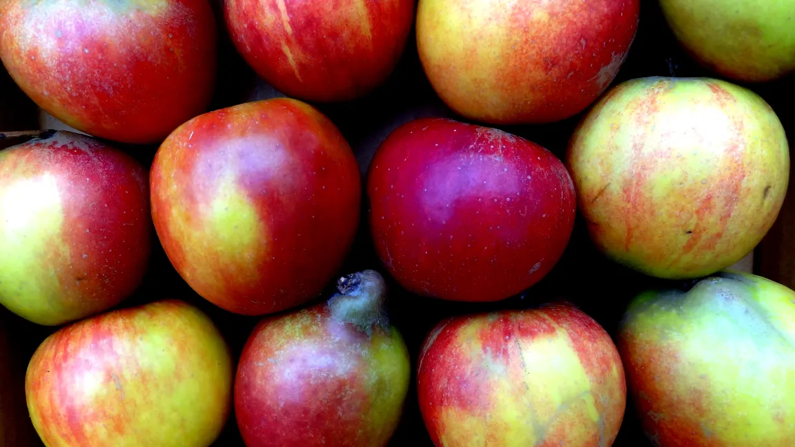 Gesunde Holsteiner Cox Äpfel. Diese Früchte benötigen ein sorgfältiges Bekämpfen des Apfelmehltaus. Foto: Klaus Margraf
