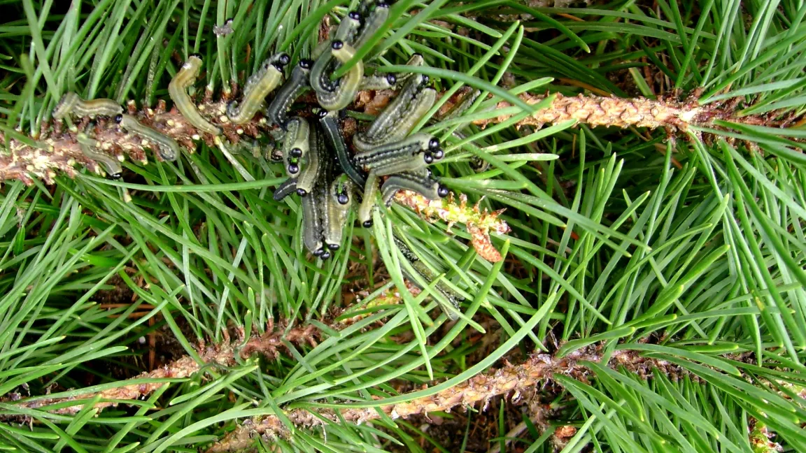 Kiefernbuschhornblattwespen und kahl gefressene Zweigteile. Foto: Klaus Margraf