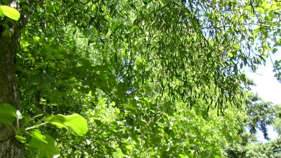 Mistelbefall im Apfelbaum ist während der Belaubung kaum zu erkennen. Foto: Klaus Margraf