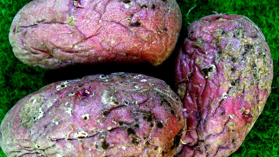 Rhizoctonia-Pocken auf der Kartoffelschale. Foto: Klaus Margraf