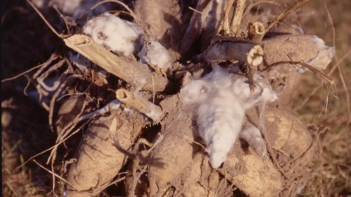 Sklerotinia-Fäule an Gurke. Foto: Klaus Margraf