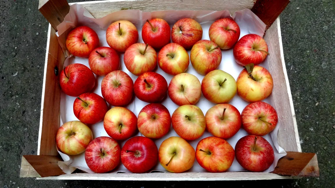 Zur guten Apfelqualität gehören auch schorffreie Früchte. Foto: Klaus Margraf